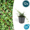 Teppich-Zwergmispel ‚Streib's Findling' – Cotoneaster procumbens