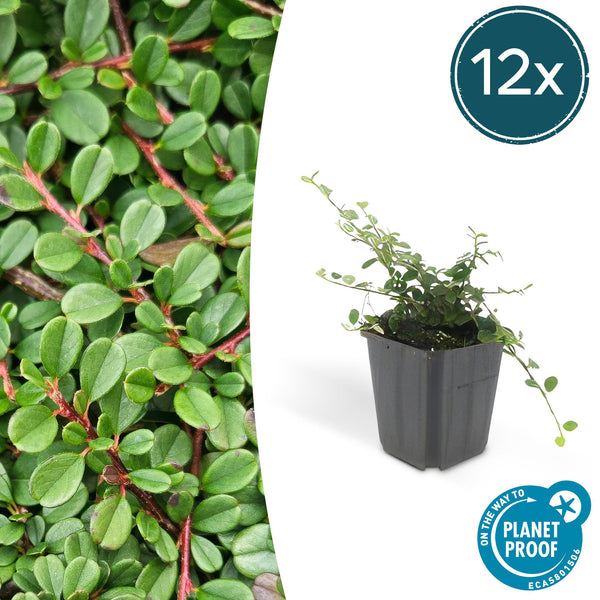 Teppich-Zwergmispel ‚Streib's Findling' – Cotoneaster procumbens