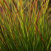 Rutenhirse ‚Rotstrahlbusch' – Panicum virgatum – Ansicht 2