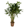 Fischschwanzpalme – Caryota mitis