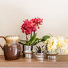 Schmetterlingsorchidee ‚Blossom Congo' – Phalaenopsis – Ansicht 3