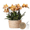 Orchideen-Set „Mono Bouquet“ – 3 orange Phalaenopsis ‚Las Vegas'