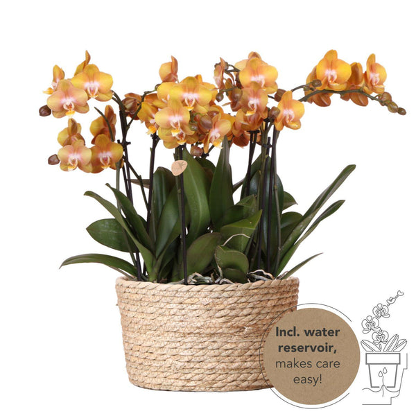 Orchideen-Set „Mono Bouquet“ – 3 orange Phalaenopsis ‚Las Vegas'