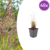 Diamant-Reitgras – Calamagrostis brachytricha