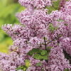 Zwergflieder ‚Palibin' – Syringa meyeri – Ansicht 4