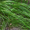 Japan-Segge – Carex morrowii – Ansicht 4