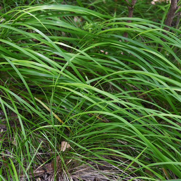 Japan-Segge – Carex morrowii – Ansicht 4