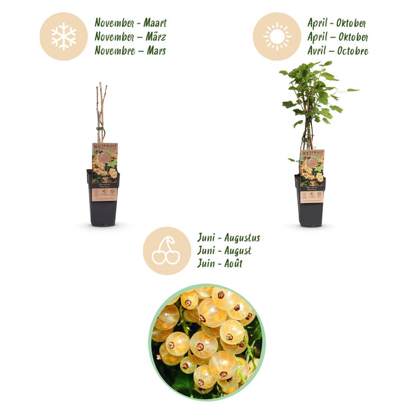Weiße Johannisbeere ‚Witte Parel' – Ribes rubrum – Ansicht 4