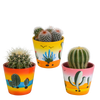 Kakteen-Set „Kugelkaktus-Mix“ – 3 Kugelkakteen – Ansicht 7