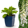 Fingerhut ‚Dalmatian White' – Digitalis purpurea