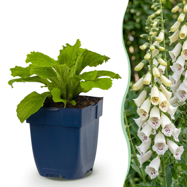 Fingerhut ‚Dalmatian White' – Digitalis purpurea