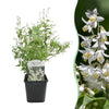 Zierliche Deutzie – Deutzia gracilis