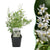 Zierliche Deutzie – Deutzia gracilis
