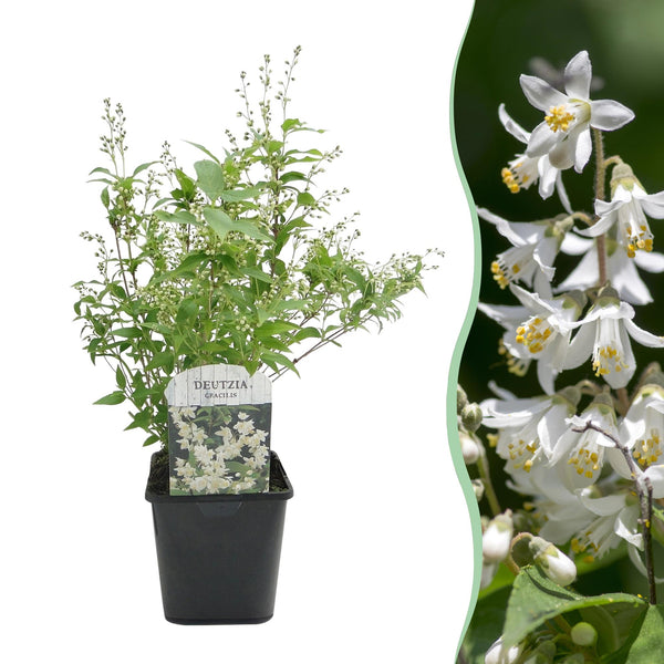 Zierliche Deutzie – Deutzia gracilis