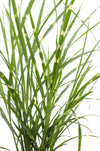 Chinaschilf ‚Strictus' – Miscanthus sinensis – Ansicht 7