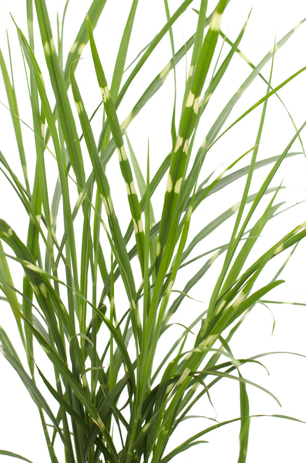 Chinaschilf ‚Strictus' – Miscanthus sinensis – Ansicht 7
