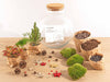 Weihnachts-Set „Bolder Bob Bonsai“ – DIY-Bonsai-Arrangement
