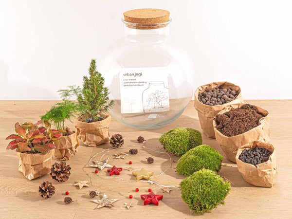 Weihnachts-Set „Bolder Bob Bonsai“ – DIY-Bonsai-Arrangement