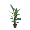 Baumstrelitzie – Strelitzia nicolai
