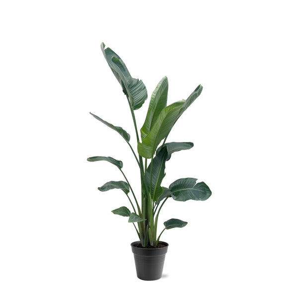 Baumstrelitzie – Strelitzia nicolai