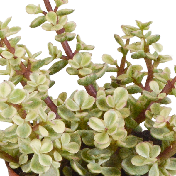 Sukkulenten-Set „Crassula-Mischung“ – 3 Crassula – Ansicht 11
