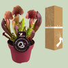 Schlauchpflanze – Sarracenia × catesbaei – Ansicht 3