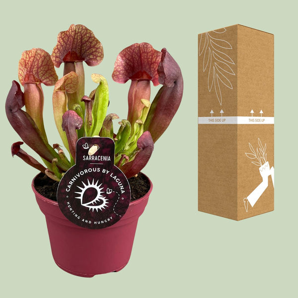 Schlauchpflanze – Sarracenia × catesbaei – Ansicht 3