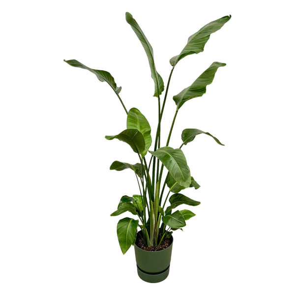 Baumstrelitzie – Strelitzia nicolai