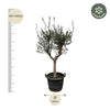 Olivenbaum ‚Cultivo' – Olea europaea – Ansicht 2