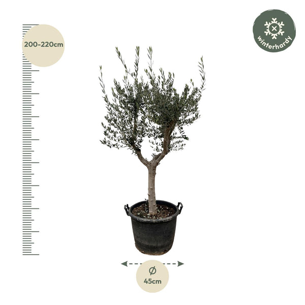 Olivenbaum ‚Cultivo' – Olea europaea – Ansicht 2