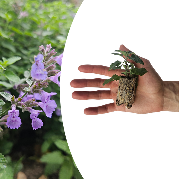 Katzenminze – Nepeta – Ansicht 2