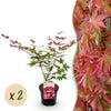 Fächerahorn ‚Beni-maiko' – Acer palmatum
