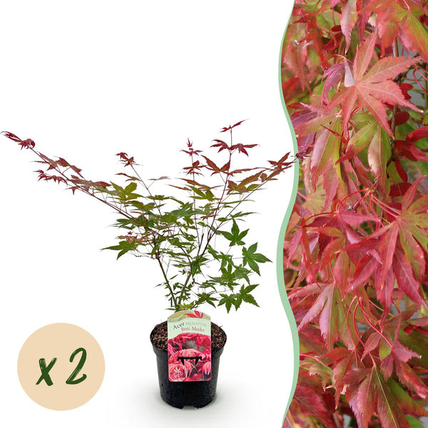 Fächerahorn ‚Beni-maiko' – Acer palmatum