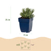 Lavendel ‚Rosea' – Lavandula angustifolia – Ansicht 3