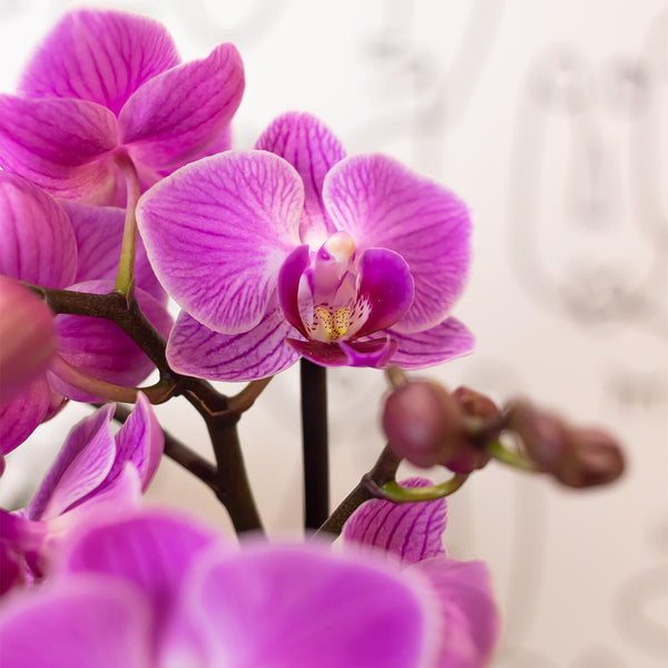 Schmetterlingsorchidee ‚Mineral Vienna' – Phalaenopsis – Ansicht 9