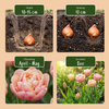 Tulpe ‚Peaches & Kisses' – Tulipa – Ansicht 4