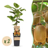 Kiwi ‚Hayward' – Actinidia deliciosa