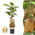 Kiwi ‚Hayward' – Actinidia deliciosa