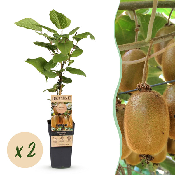 Kiwi ‚Hayward' – Actinidia deliciosa