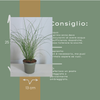 Chinaschilf ‚Gracillimus' – Miscanthus sinensis – Ansicht 10