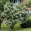 Garteneibisch ‚Red Heart' – Hibiscus syriacus – Ansicht 6