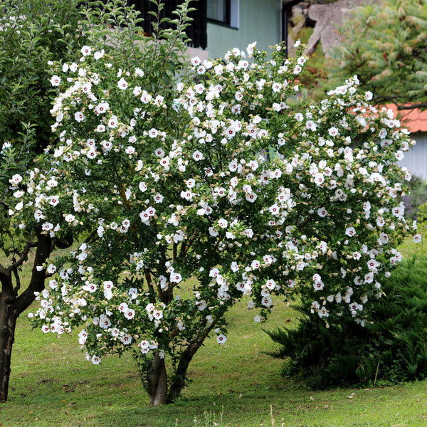 Garteneibisch ‚Red Heart' – Hibiscus syriacus – Ansicht 6