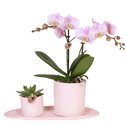 Orchideen-Set „Bloom Rosa" – Phalaenopsis mit Grünpflanze