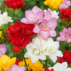 Freesie ‚Double Mix' – Freesia – 80 Stück