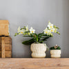 Schmetterlingsorchidee ‚Botanic' – Phalaenopsis – Ansicht 2