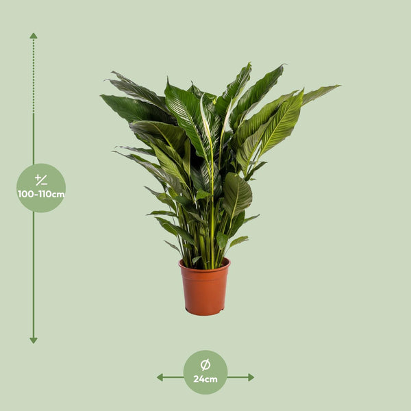 Einblatt ‚Sweet Sebastiano' – Spathiphyllum – Ansicht 2