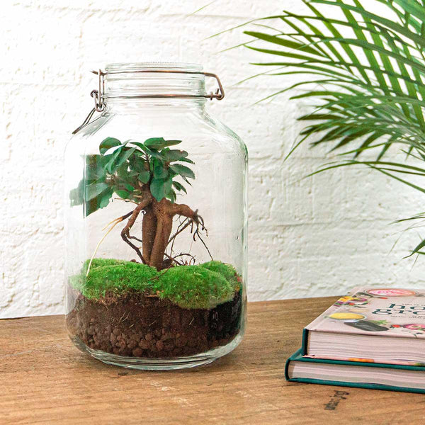 Flaschengarten-Set „Ficus Ginseng" – DIY-Terrarium mit Bonsai – Ansicht 2