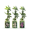 Passionsblumen-Set „Tricolour“ – 3 Passiflora-Sorten – Ansicht 3