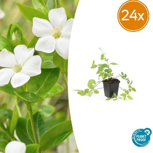 Großes Immergrün ‚Alba' – Vinca major