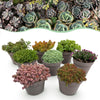Bodendecker-Set „Alpine Mix" – winterharte Steingartenpflanzen